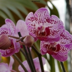 0025 orchidee.jpg